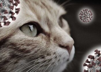 Ex ministro revela que el gobierno consideró sacrificar a los gatos del Reino Unido al principio de la pandemia